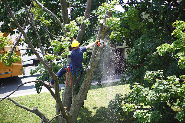 How Our Tree Care Process Works  in  Virginia Beach, VA