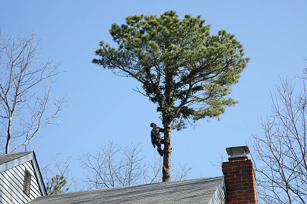 Trusted Virginia Beach, VA Tree Care Experts