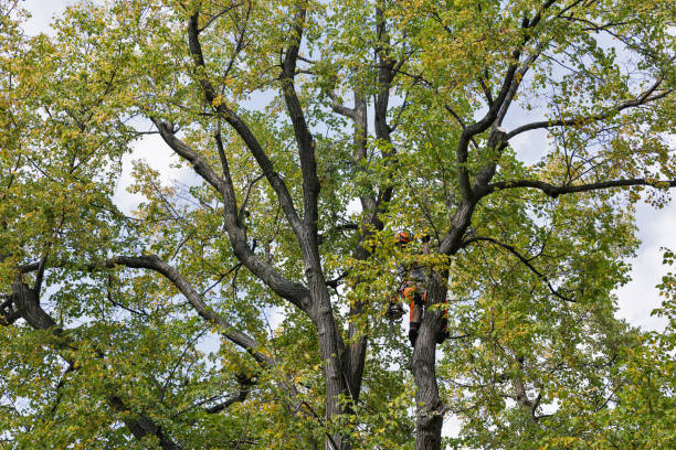 How Our Tree Care Process Works  in  Virginia Beach, VA